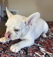 Elsa, a male French Bulldog for sale in Lake City, FL – Photo 3 of 5