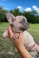 Sable, a female French Bulldog for sale in Lake City, FL – 2 of 9