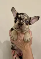 Potter, a male French Bulldog for sale in Lake City, FL – 1 of 9