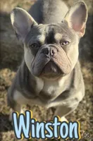 Sampson, a male French Bulldog for sale in Lake City, FL – 5 of 6