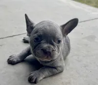 Goose, a male French Bulldog for sale in Lake City, FL – 1 of 6