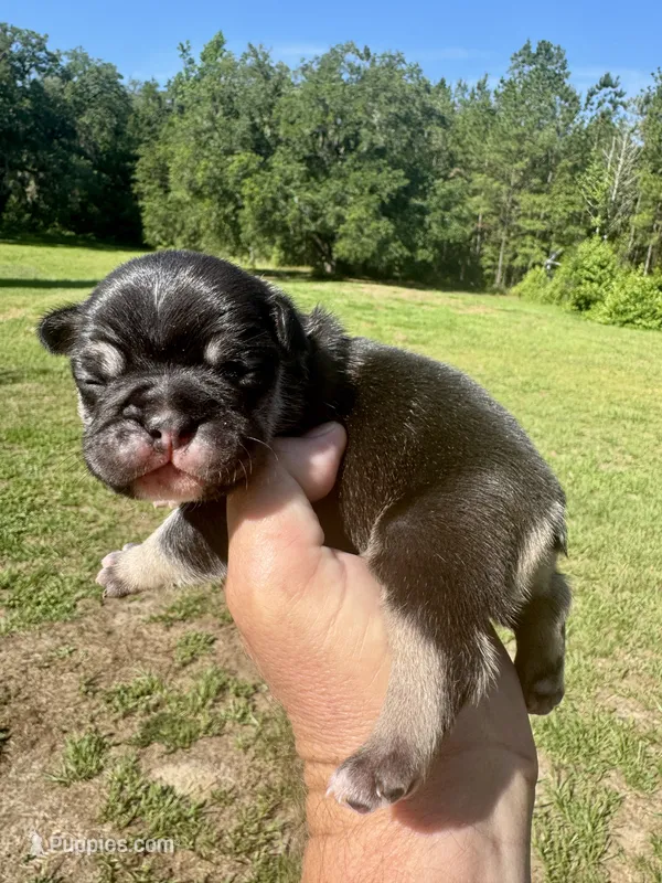 Winston – French Bulldog puppy for sale in Lake City, FL