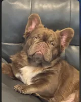Harley, a female French Bulldog for sale in Lake City, FL – 5 of 6