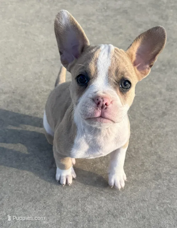 Luna – American Bully puppy for sale in Lake City, FL