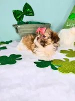 Cleo, a female Shih Tzu for sale in Houston, TX – Photo 2 of 2