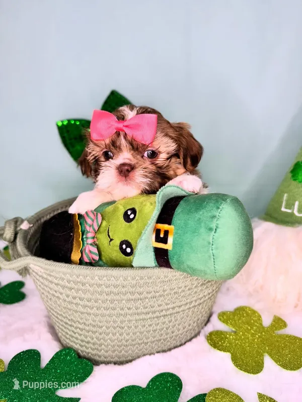 Cleo – Shih Tzu puppy for sale in Houston, TX