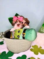 Cleo, a female Shih Tzu for sale in Houston, TX – Photo 1 of 2