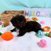 TEDDY, a male Shih Tzu for sale in Houston, TX – Photo 2 of 4