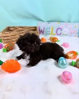 TEDDY, a male Shih Tzu for sale in Houston, TX – Photo 2 of 4