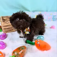 TEDDY, a male Shih Tzu for sale in Houston, TX – Photo 1 of 4