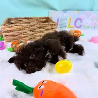 TEDDY, a male Shih Tzu for sale in Houston, TX – Photo 4 of 4