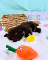 TEDDY, a male Shih Tzu for sale in Houston, TX – Photo 4 of 4