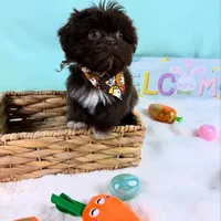 TEDDY, a male Shih Tzu for sale in Houston, TX – Photo 3 of 4