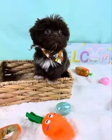 TEDDY, a male Shih Tzu for sale in Houston, TX – Photo 3 of 4