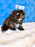 Diesel, a male Shih Tzu for sale in Houston, TX – Photo 3 of 3