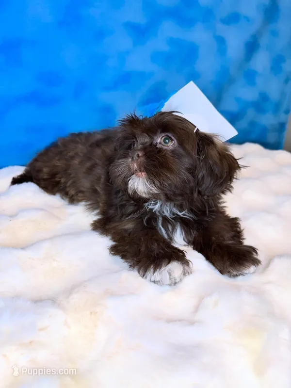 Diesel – Shih Tzu puppy for sale in Houston, TX