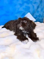 Diesel, a male Shih Tzu for sale in Houston, TX – Photo 1 of 3