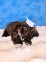 Diesel, a male Shih Tzu for sale in Houston, TX – Photo 2 of 3