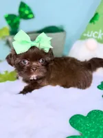 Daisy, a female Shih Tzu for sale in Houston, TX – Photo 2 of 4