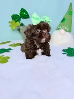 Daisy, a female Shih Tzu for sale in Houston, TX – Photo 1 of 4