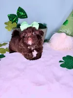 Daisy, a female Shih Tzu for sale in Houston, TX – Photo 3 of 4