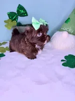 Daisy, a female Shih Tzu for sale in Houston, TX – Photo 4 of 4