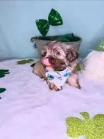 Zeus, a male Shih Tzu for sale in Houston, TX – Photo 1 of 3