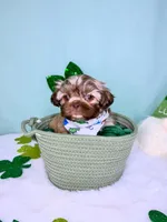 Zeus, a male Shih Tzu for sale in Houston, TX – Photo 2 of 3