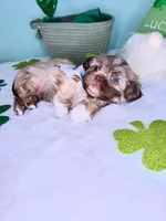 Zeus, a male Shih Tzu for sale in Houston, TX – Photo 3 of 3