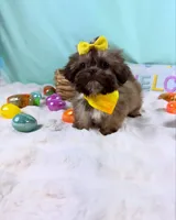 FENDI, a female Shih Tzu for sale in Houston, TX – Photo 1 of 3