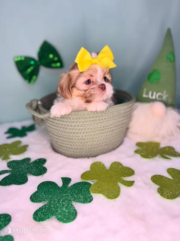 Roxie – Shih Tzu puppy for sale in Houston, TX
