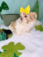 Roxie, a female Shih Tzu for sale in Houston, TX – Photo 2 of 2