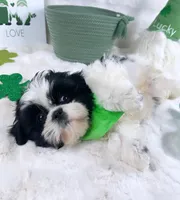 Franky, a male Shih Tzu for sale in Houston, TX – Photo 5 of 5