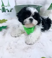 Franky, a male Shih Tzu for sale in Houston, TX – Photo 1 of 5