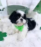 Franky, a male Shih Tzu for sale in Houston, TX – Photo 3 of 5