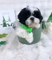 Franky, a male Shih Tzu for sale in Houston, TX – Photo 2 of 5