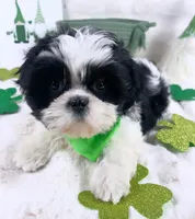 Franky, a male Shih Tzu for sale in Houston, TX – Photo 4 of 5