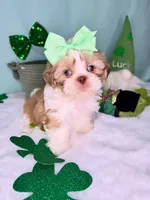 Ella, a female Shih Tzu for sale in Houston, TX – Photo 2 of 3