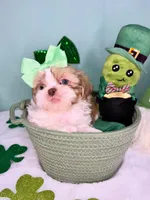 Ella, a female Shih Tzu for sale in Houston, TX – Photo 3 of 3