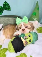 Ella, a female Shih Tzu for sale in Houston, TX – Photo 1 of 3