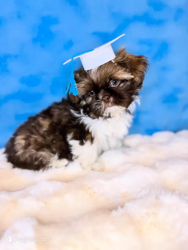 Patrick – Shih Tzu puppy for sale in Houston, TX