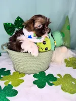 Patrick , a male Shih Tzu for sale in Houston, TX – Photo 2 of 2
