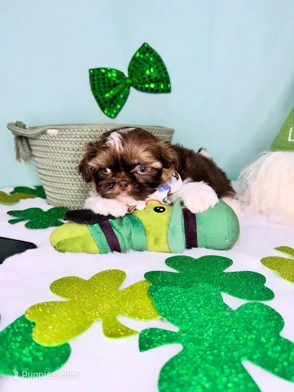 Patrick  – Shih Tzu puppy for sale in Houston, TX