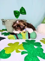Patrick , a male Shih Tzu for sale in Houston, TX – Photo 1 of 2