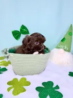 Diesel, a male Shih Tzu for sale in Houston, TX – Photo 2 of 3