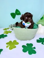 Diesel, a male Shih Tzu for sale in Houston, TX – Photo 3 of 3
