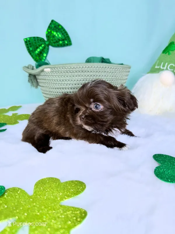 Diesel – Shih Tzu puppy for sale in Houston, TX