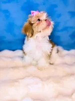 Ella, a male Shih Tzu for sale in Houston, TX – Photo 2 of 3