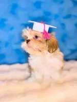 Ella, a male Shih Tzu for sale in Houston, TX – Photo 3 of 3