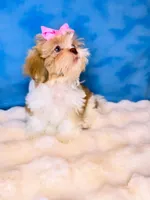 Ella, a male Shih Tzu for sale in Houston, TX – Photo 1 of 3